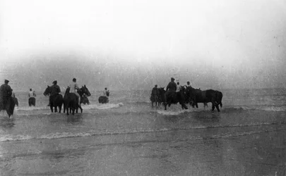 Soldaten führen ihre Pferde vor der Küste der Normandie zum Schwimmen, August 1916